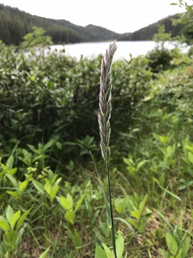 Leymus innovatus — related species from the same genus