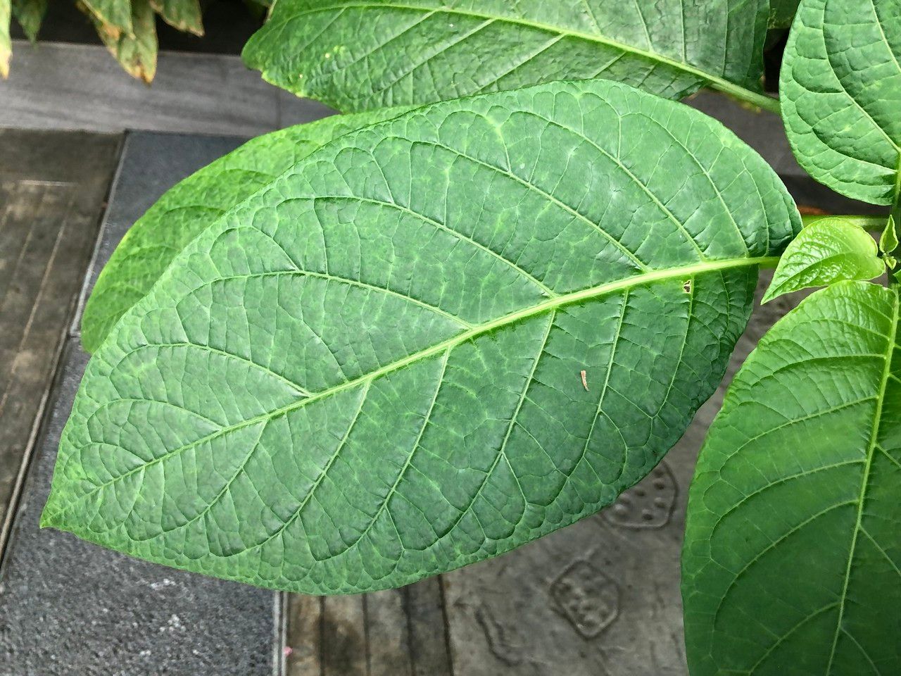 Brugmansia spp. leaf