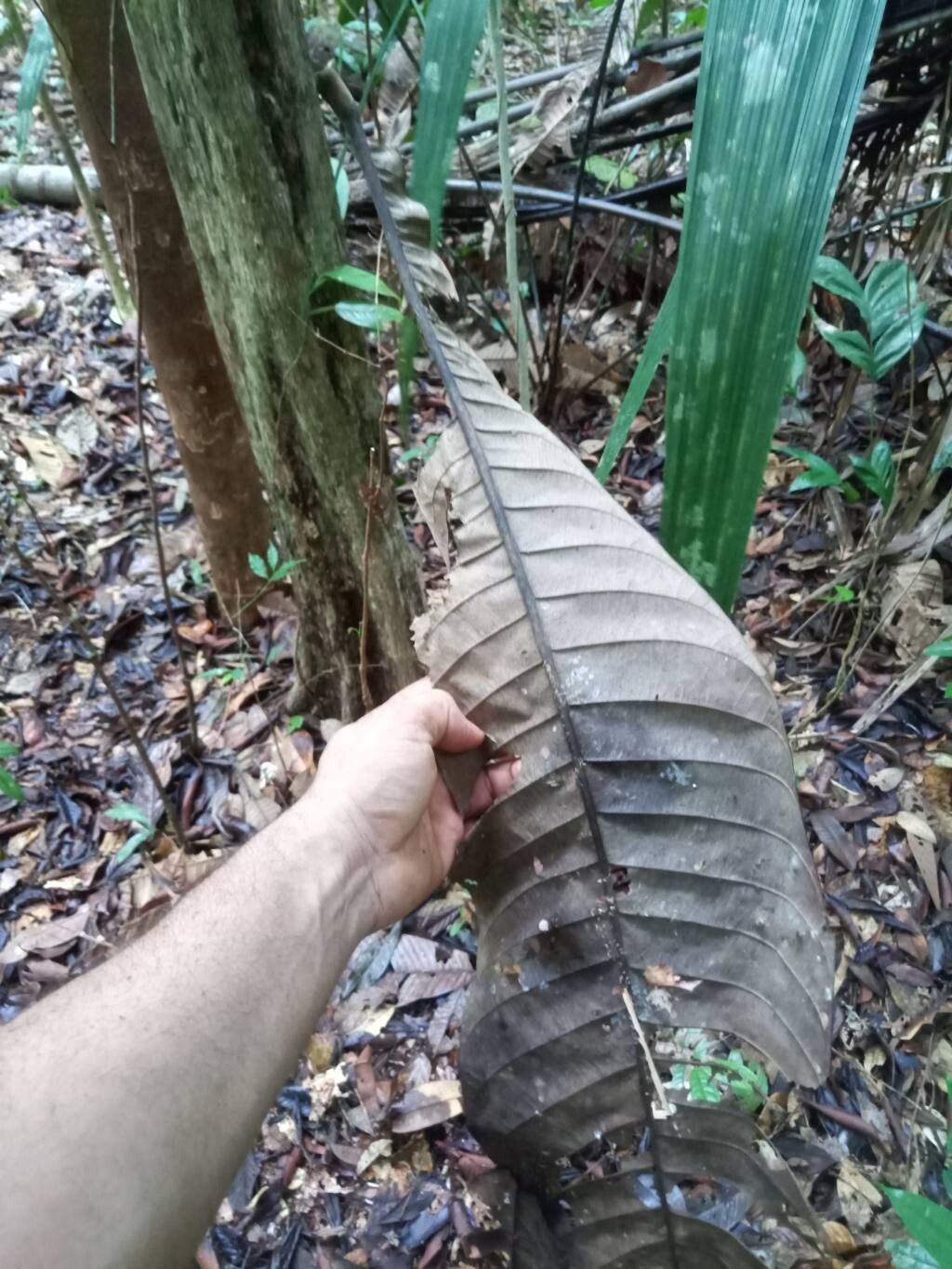 Pouteria macrocarpa — houseplant care guide