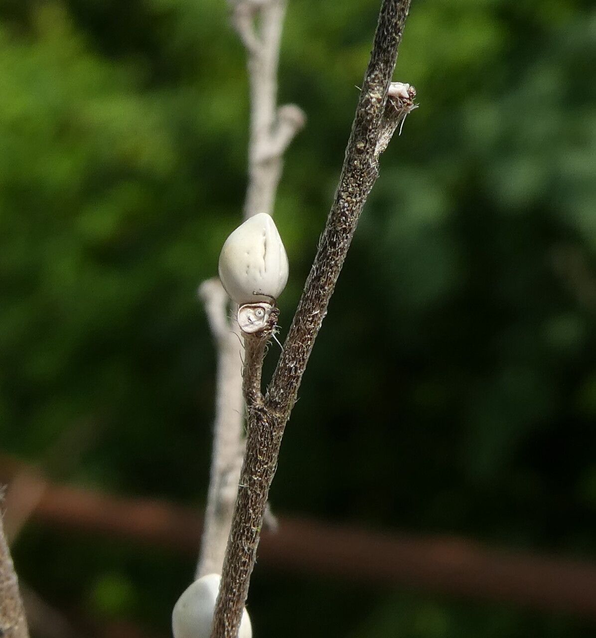 Lithospermum officinale fruit