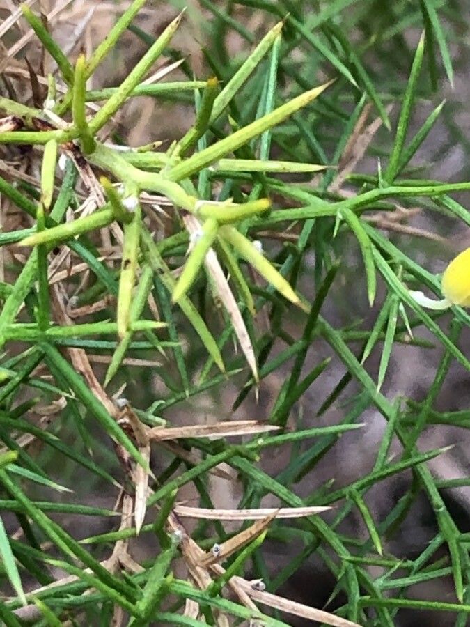 Ulex parviflorus — houseplant care guide