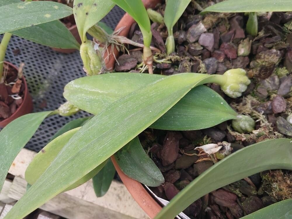 Bulbophyllum careyanum — houseplant care guide