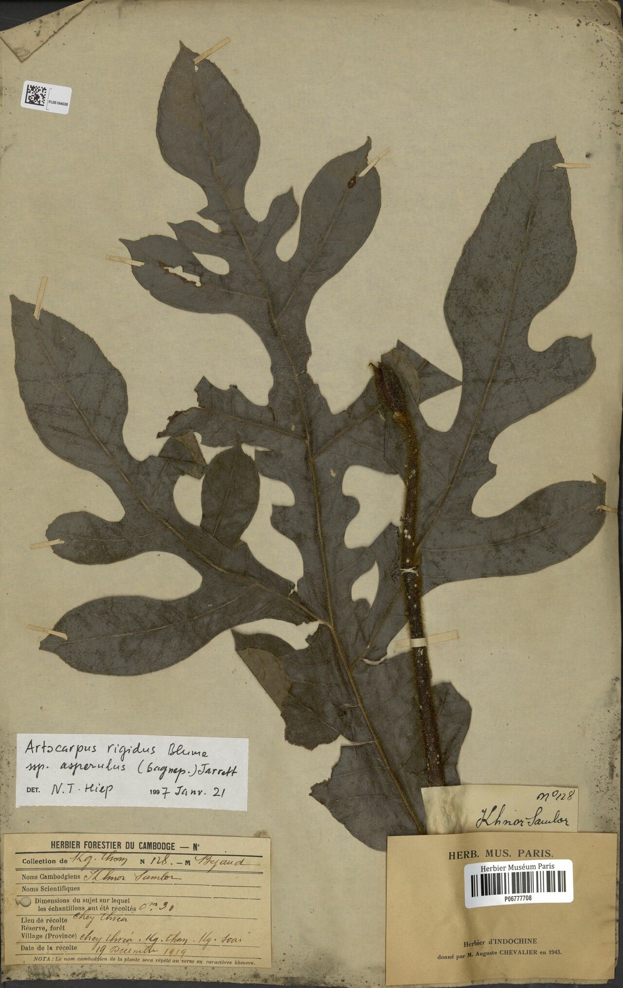 Artocarpus rigidus leaf
