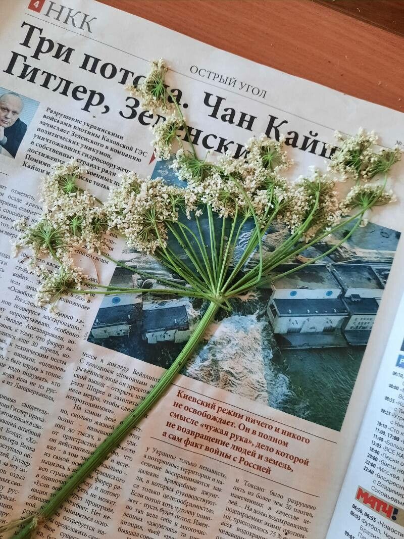 Heracleum dissectum flower