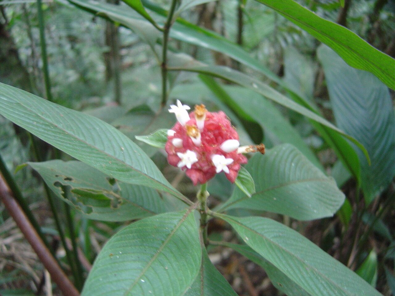 Palicourea ruelliifolia — houseplant care guide