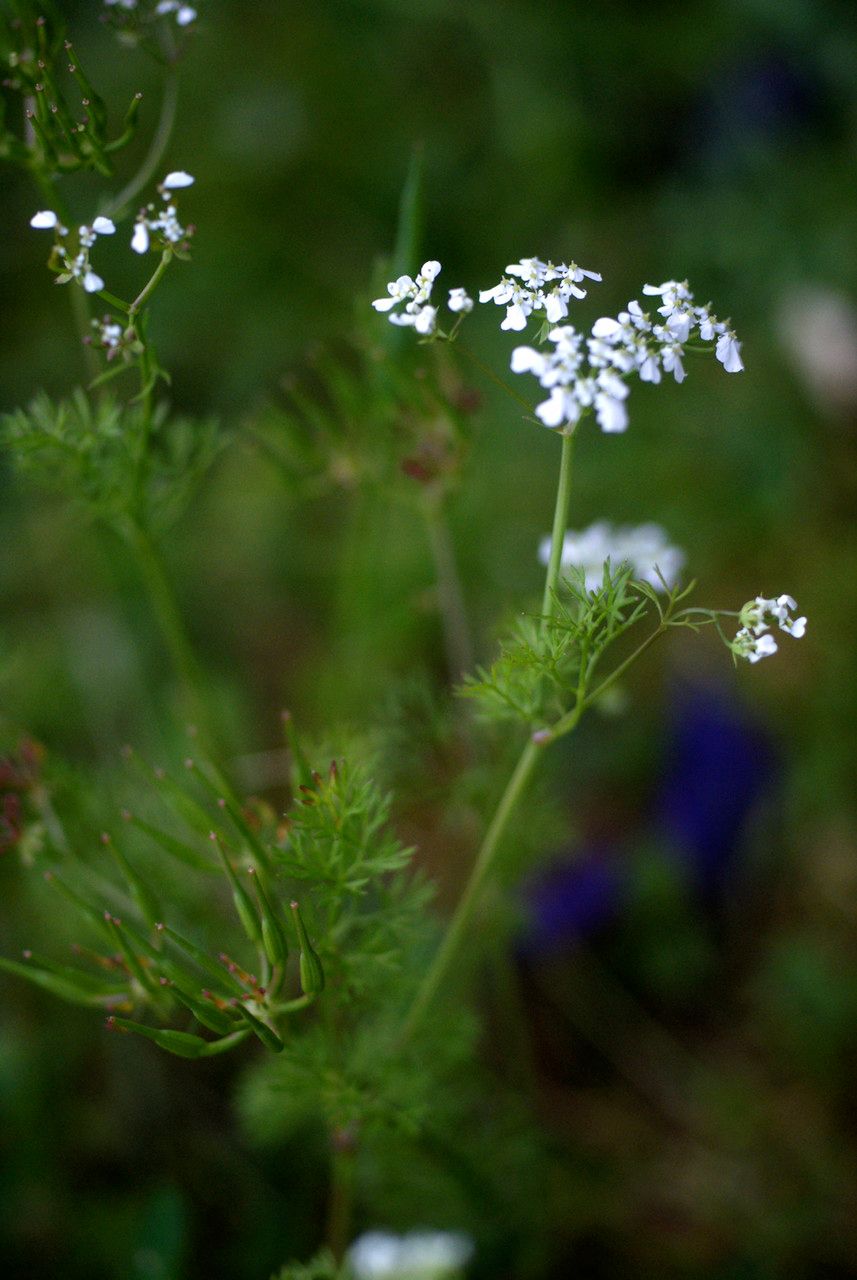 Scandix balansae habit