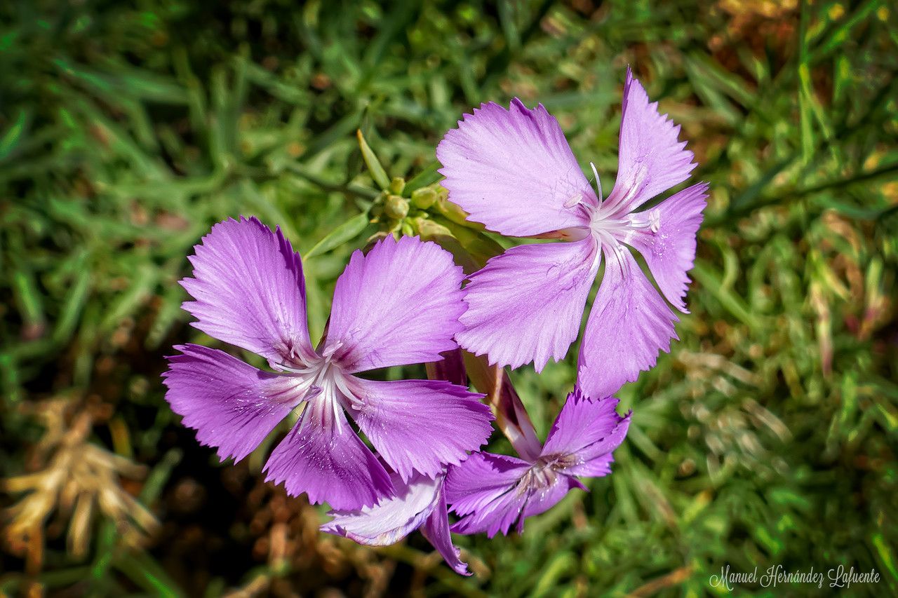 Dianthus rupicola flower