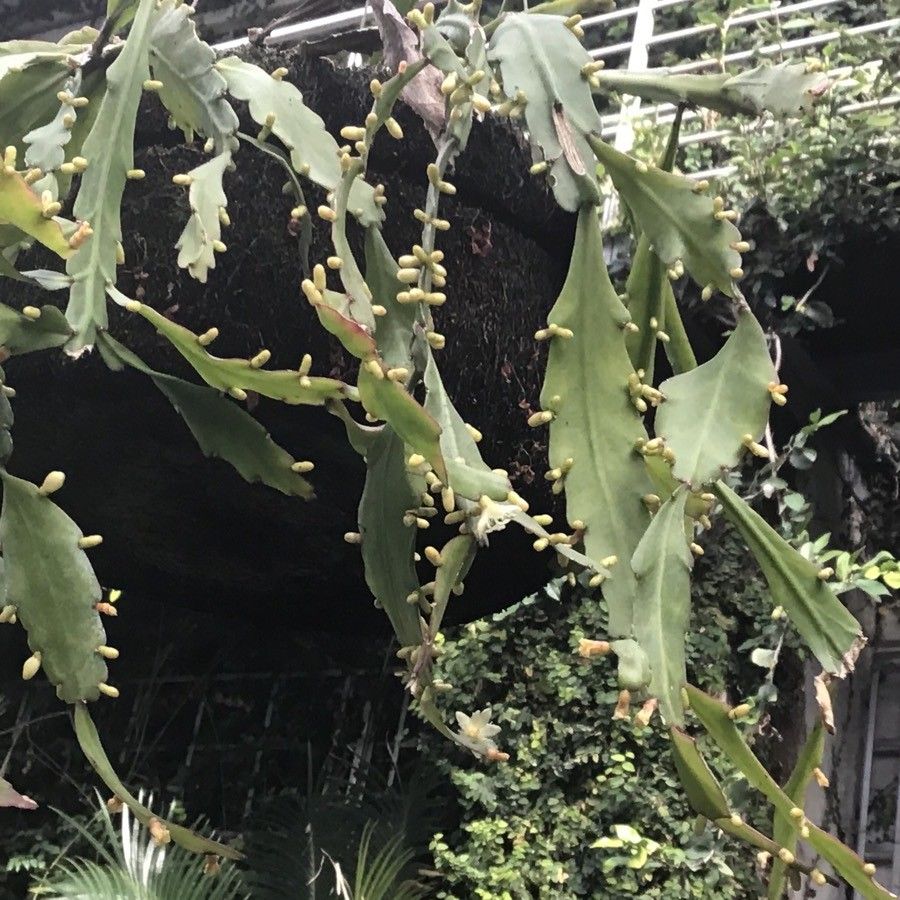 Lepismium houlletianum — search result for 'Cactaceae'