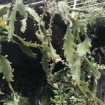 Lepismium houlletianum