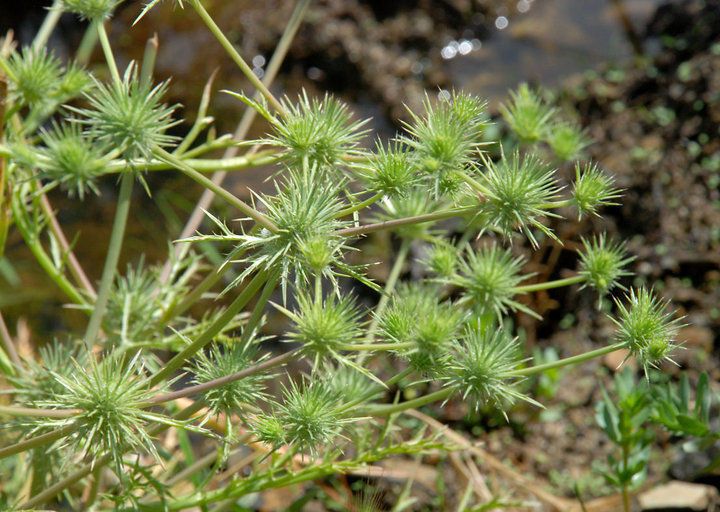 Eryngium vaseyi habit