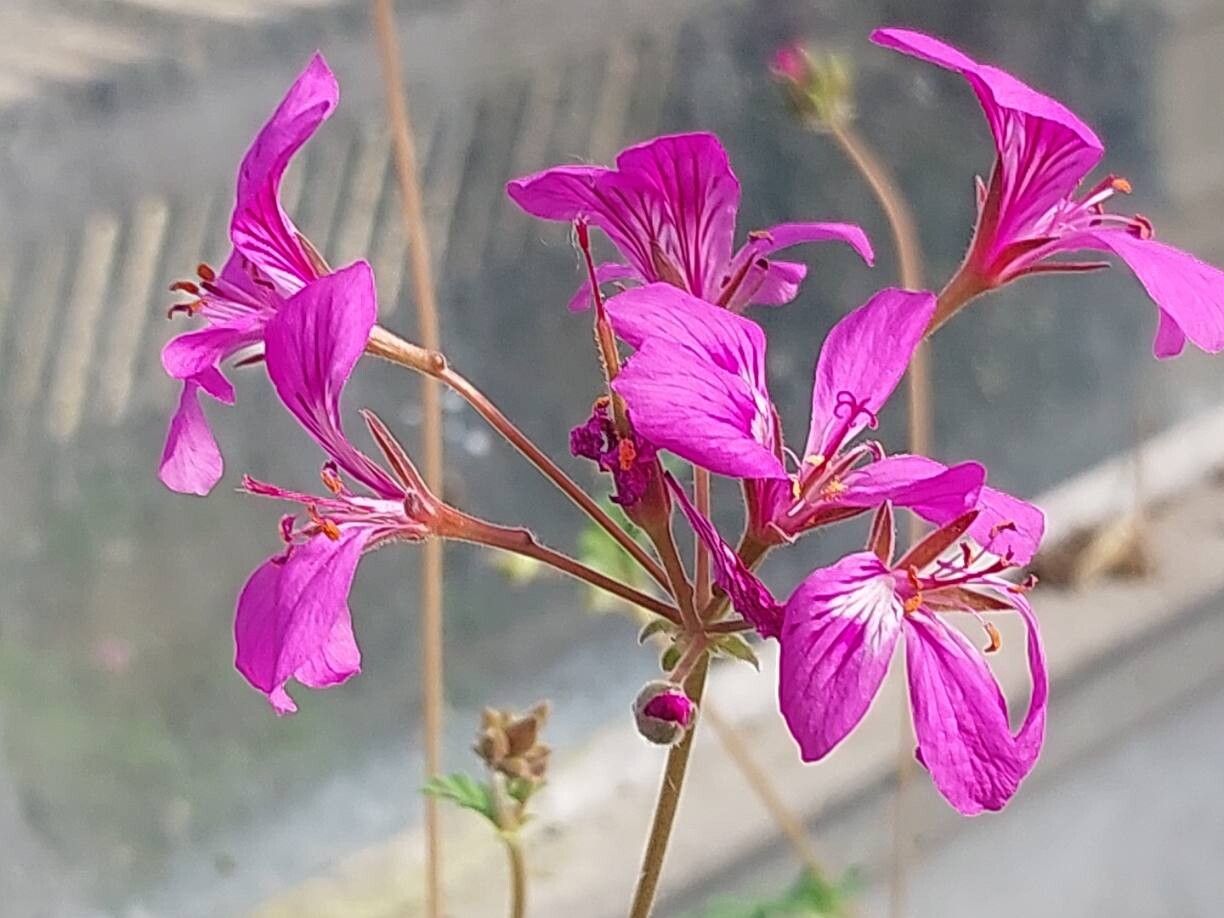 Pelargonium rodneyanum flower