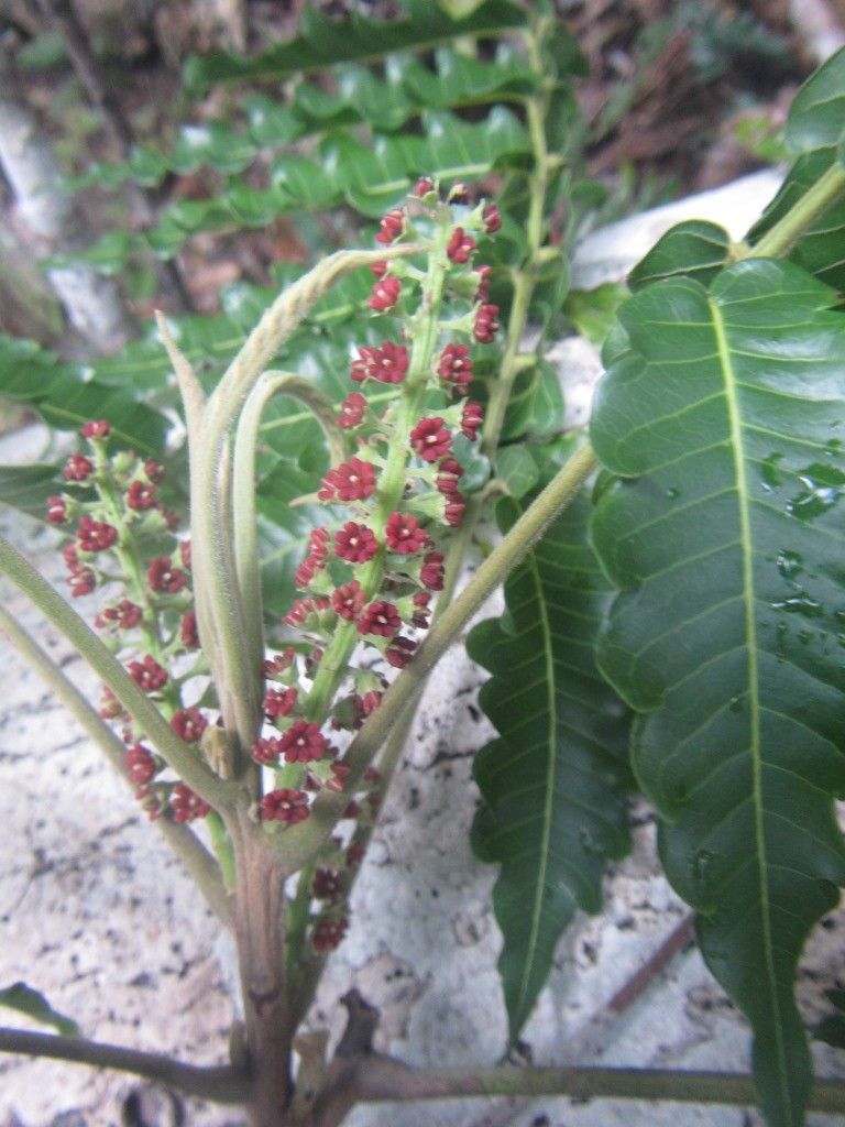 Elattostachys incisa flower