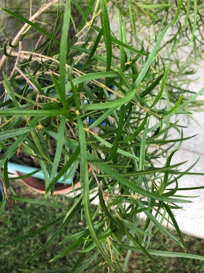 Notelaea lloydii — related species from the same genus