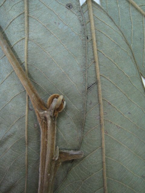 Ormosia stipularis other