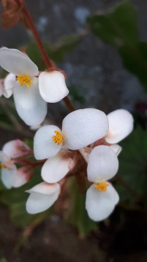 Begonia minor flower
