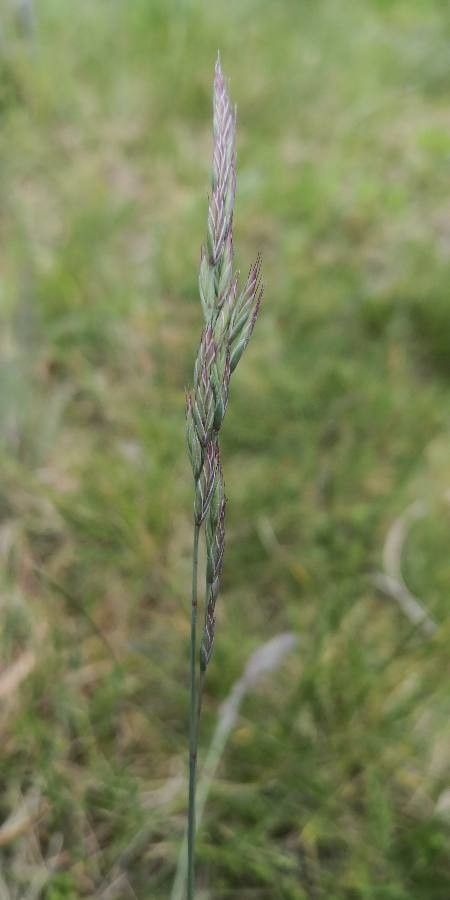 Festuca ovina flower