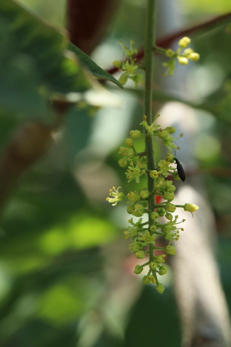 Toxicodendron trichocarpum flower