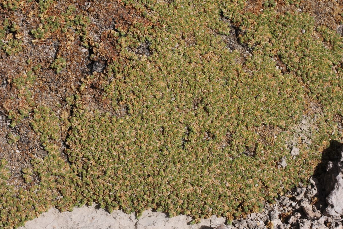 Frankenia triandra leaf