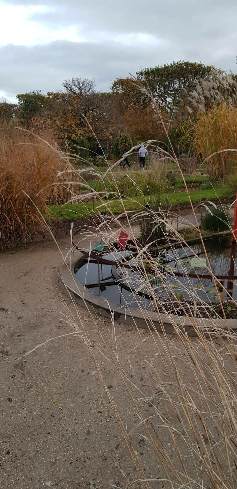 Achnatherum paradoxum fruit