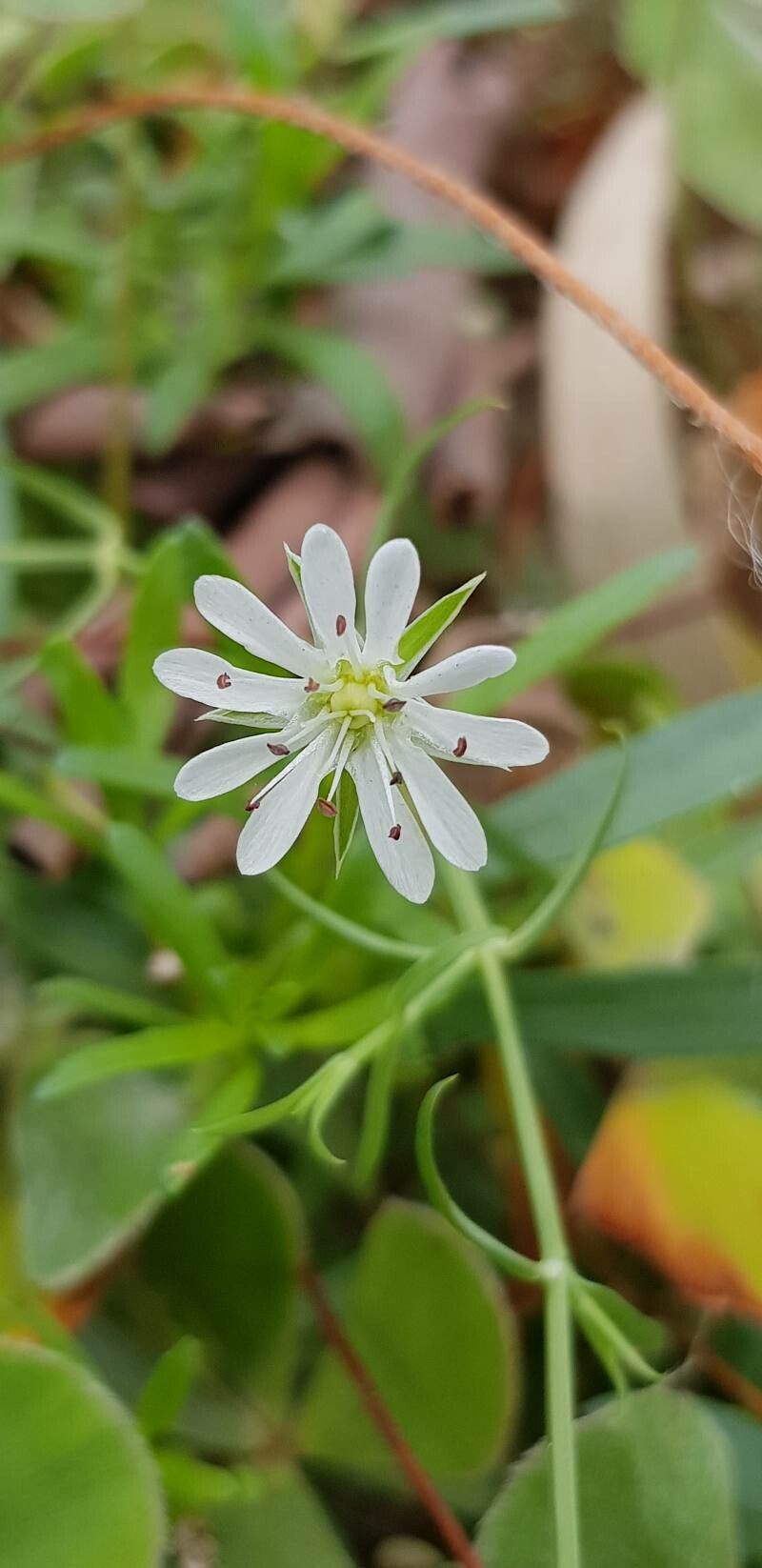 Stellaria angustifolia