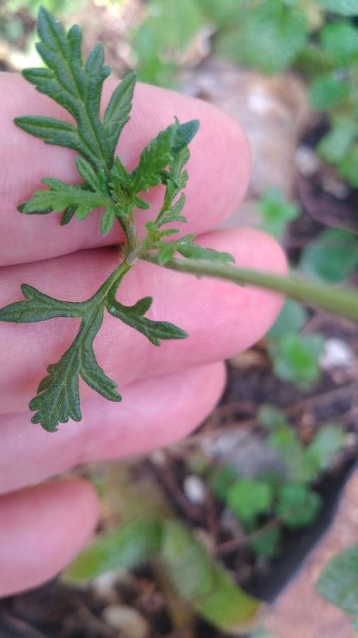 Glandularia bipinnatifida leaf