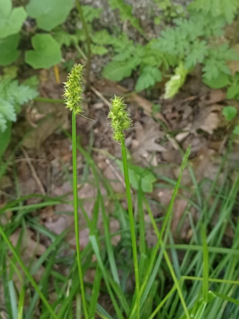 Carex muehlenbergii — search result for 'Cyperaceae'