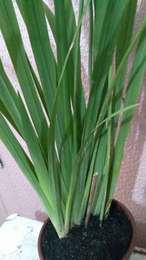 Trimezia fosteriana — related species from the same genus