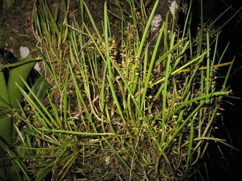 Epidendrum stangeanum habit