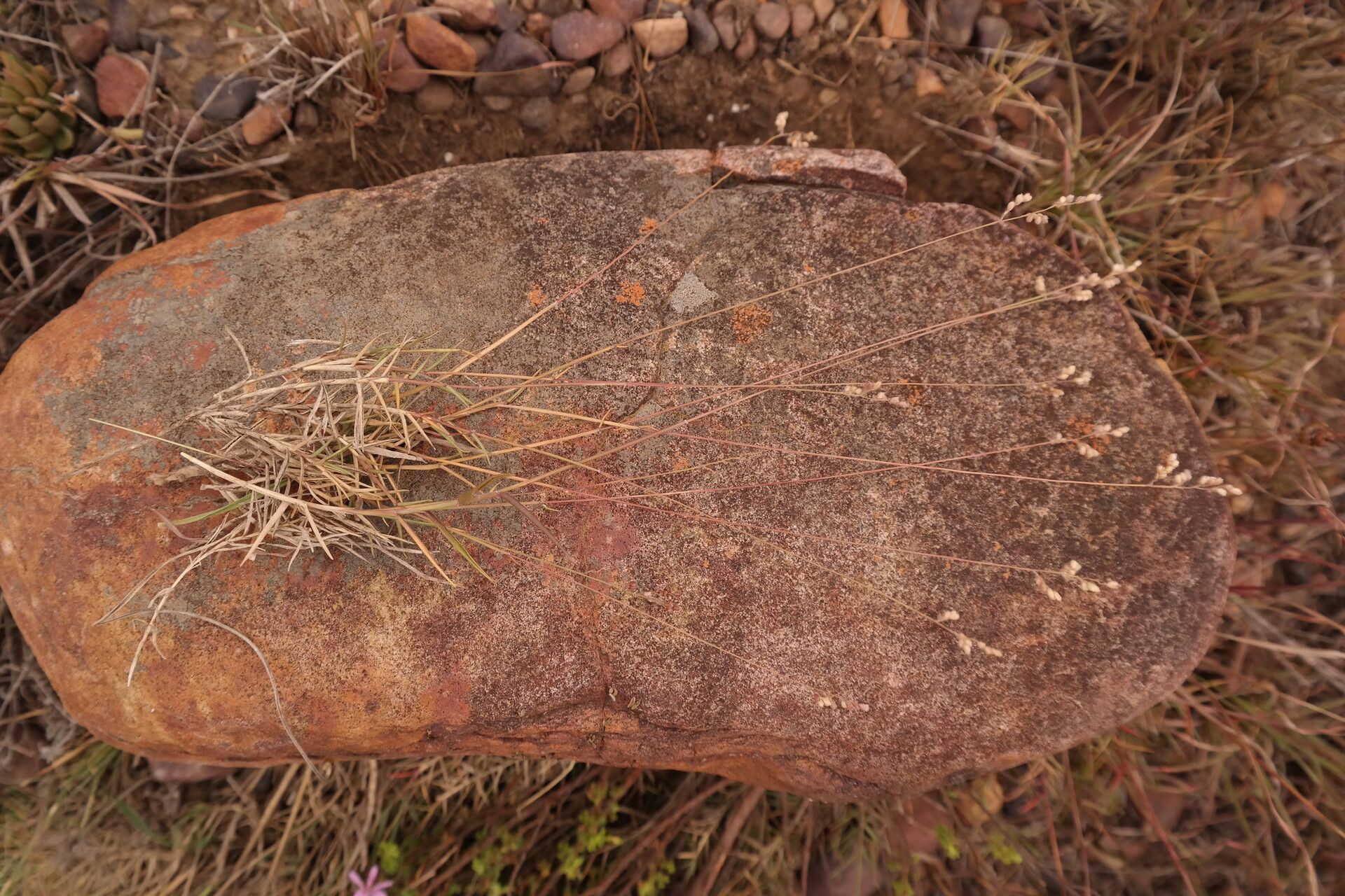 Urochloa serrata habit