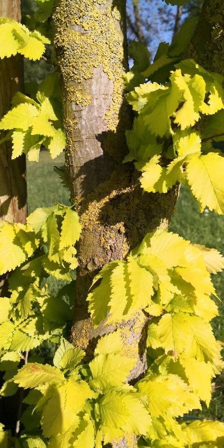 Ulmus × hollandica bark