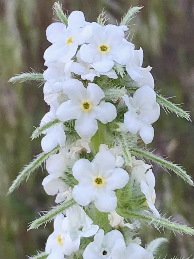 Cryptantha virgata flower