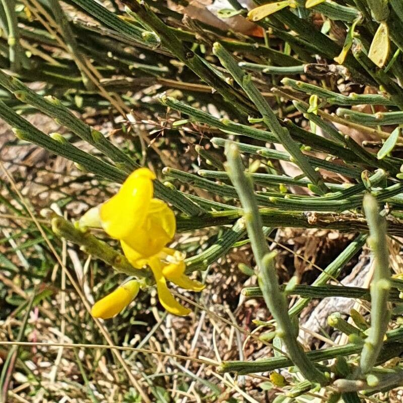 Cytisus oromediterraneus flower