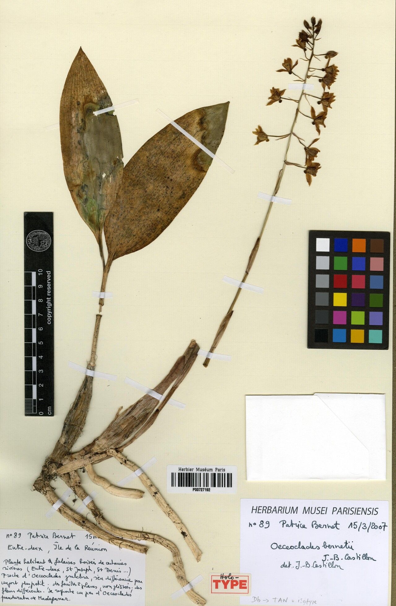 Eulophia versicolor — houseplant care guide