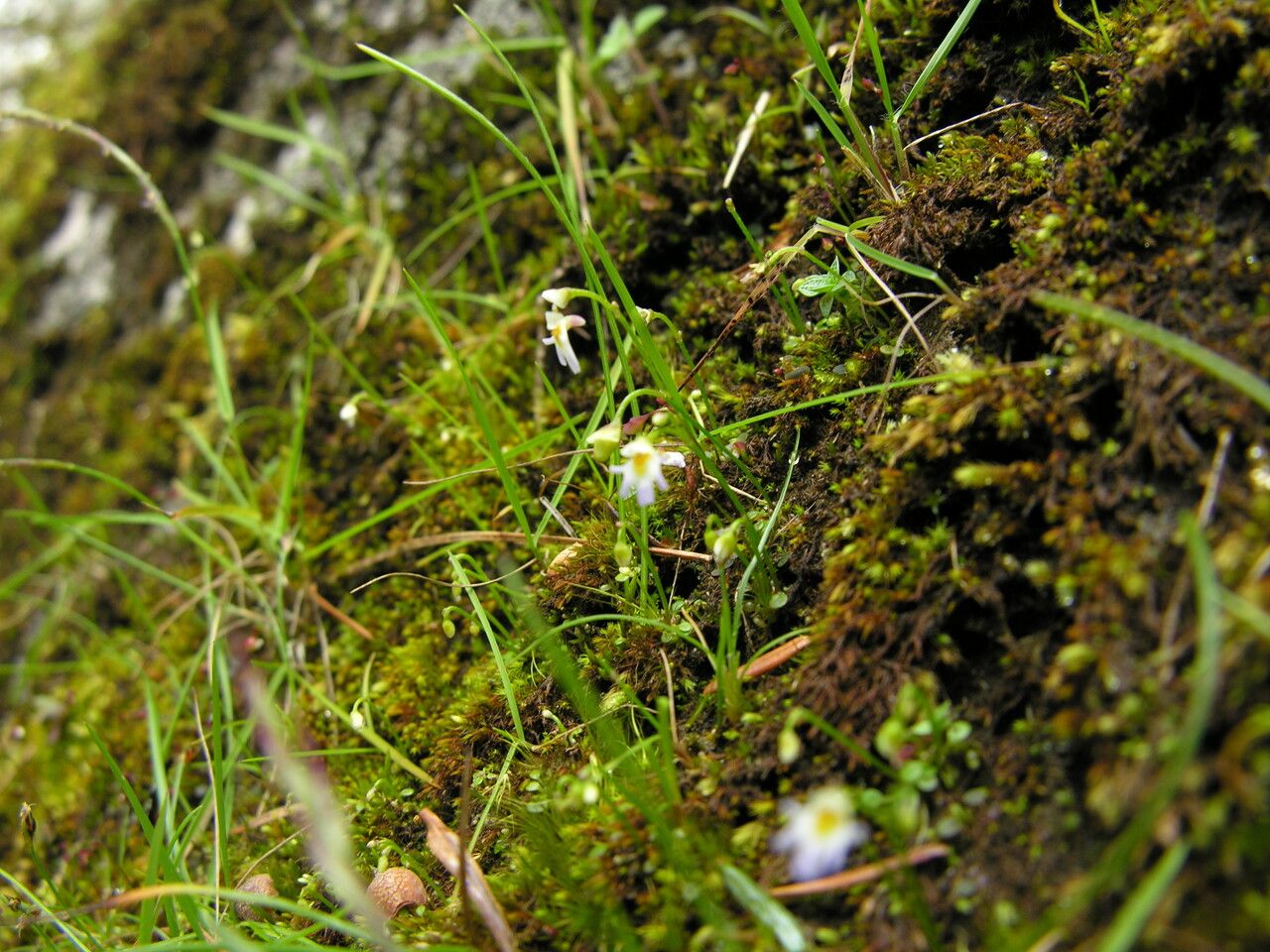 Utricularia kumaonensis — search result for 'Utricularia'