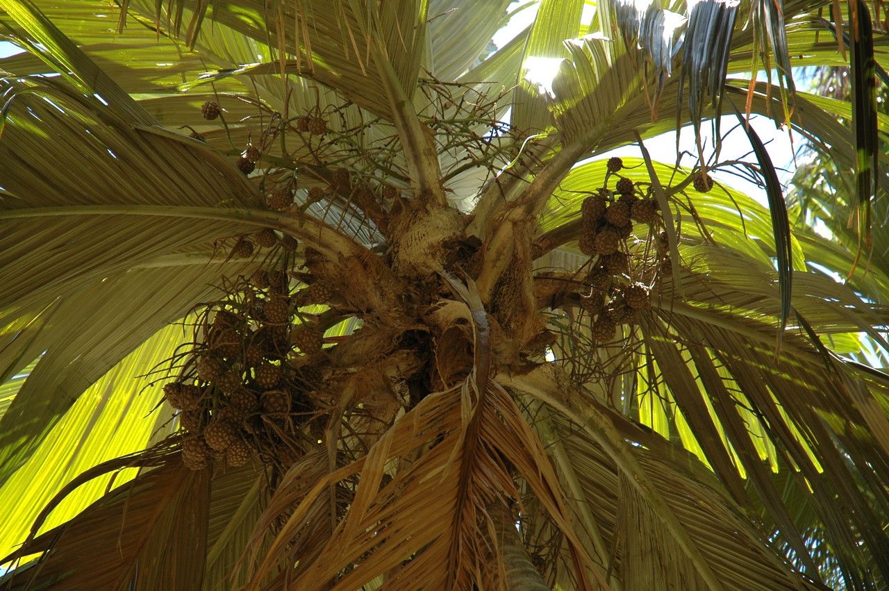 Pelagodoxa henryana flower