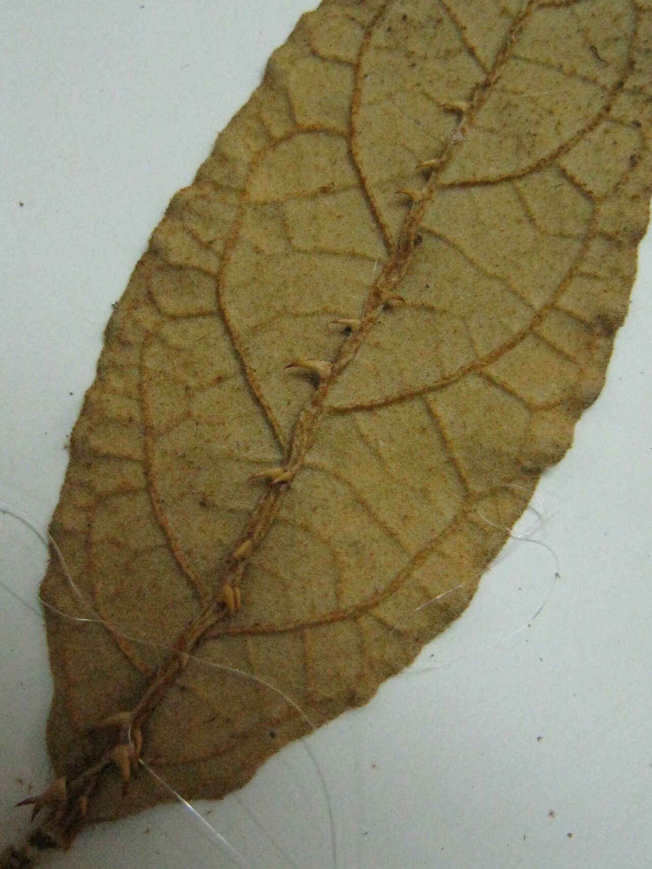 Solanum rubiginosum — houseplant care guide