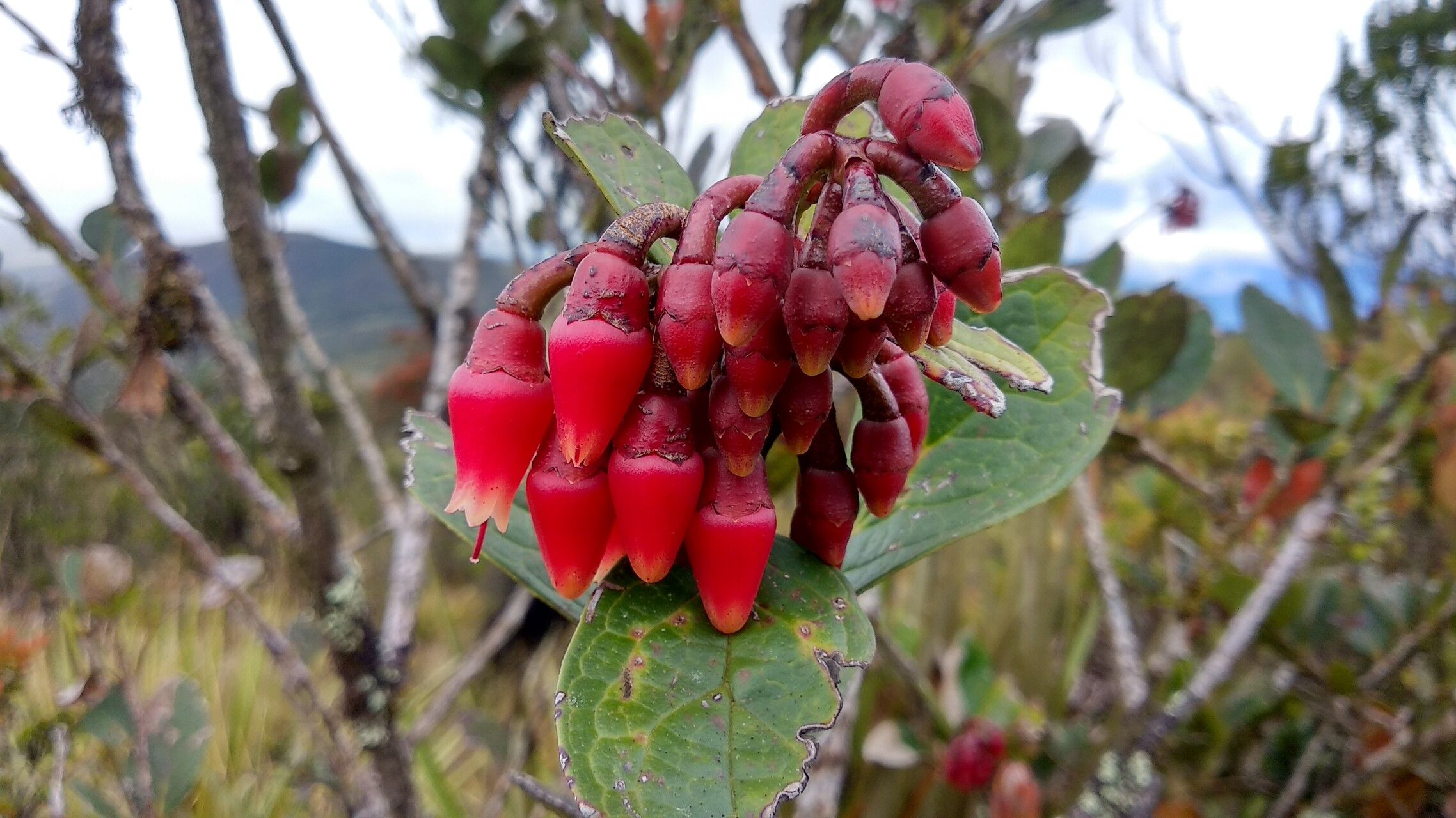 Macleania rupestris flower