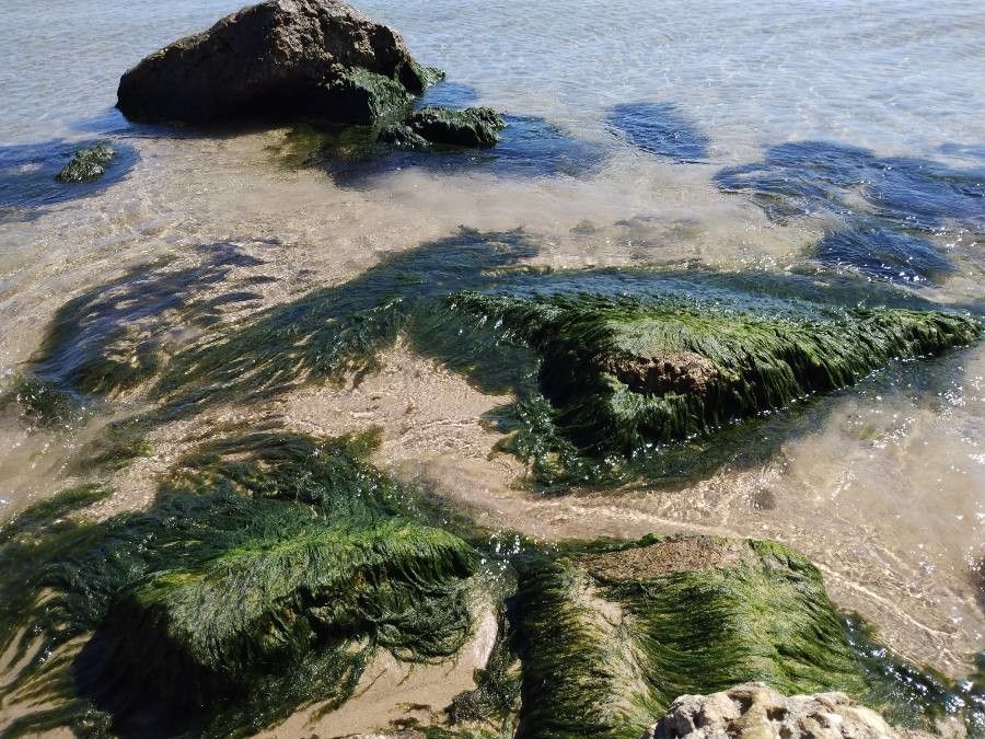 Phyllospadix scouleri leaf