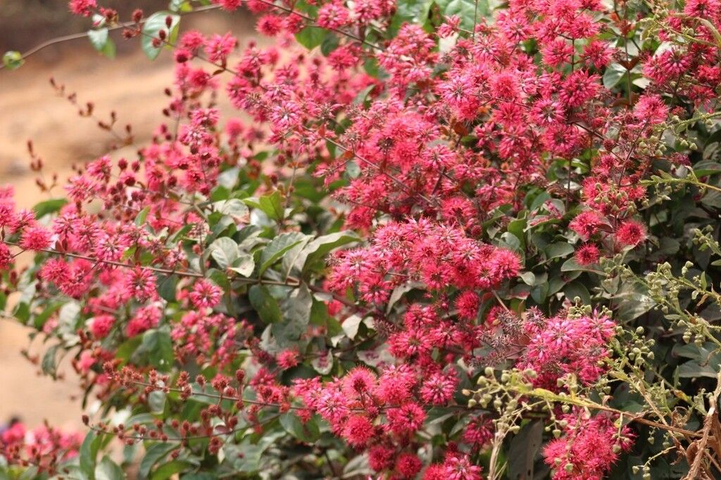 Combretum comosum — houseplant care guide