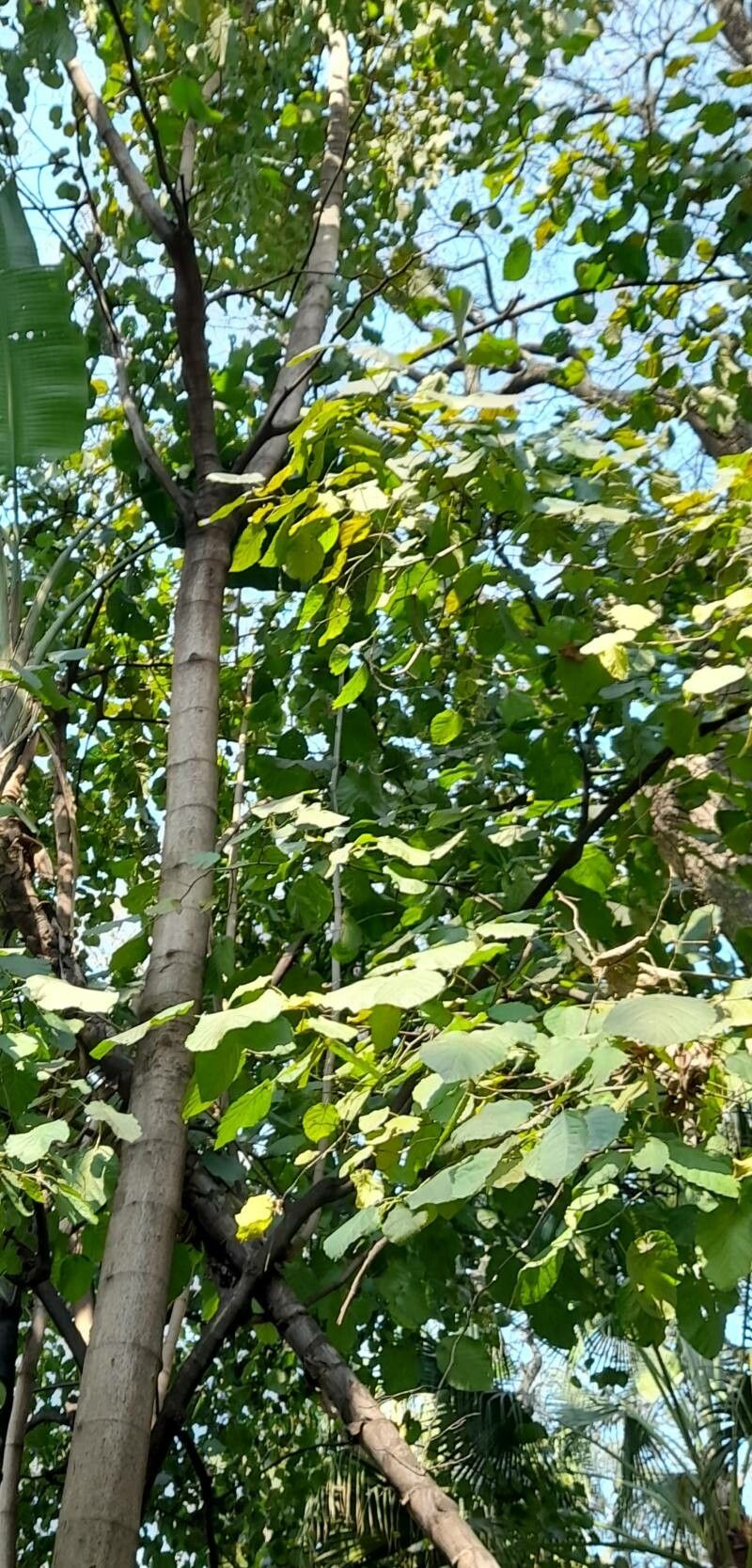 Coccoloba tiliacea habit