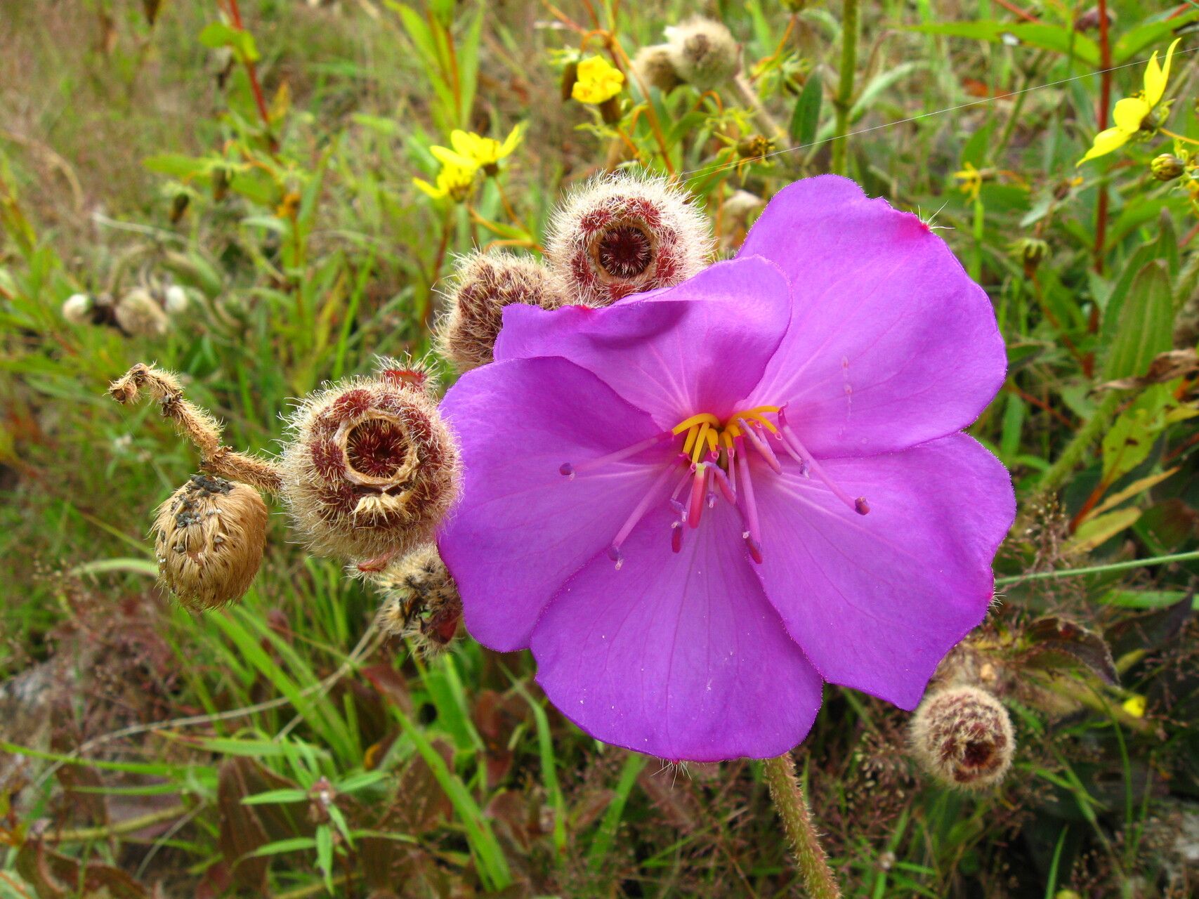 Dissotis longisetosa — related species from the same genus