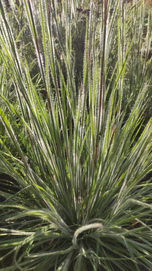 Danthonia unispicata bark