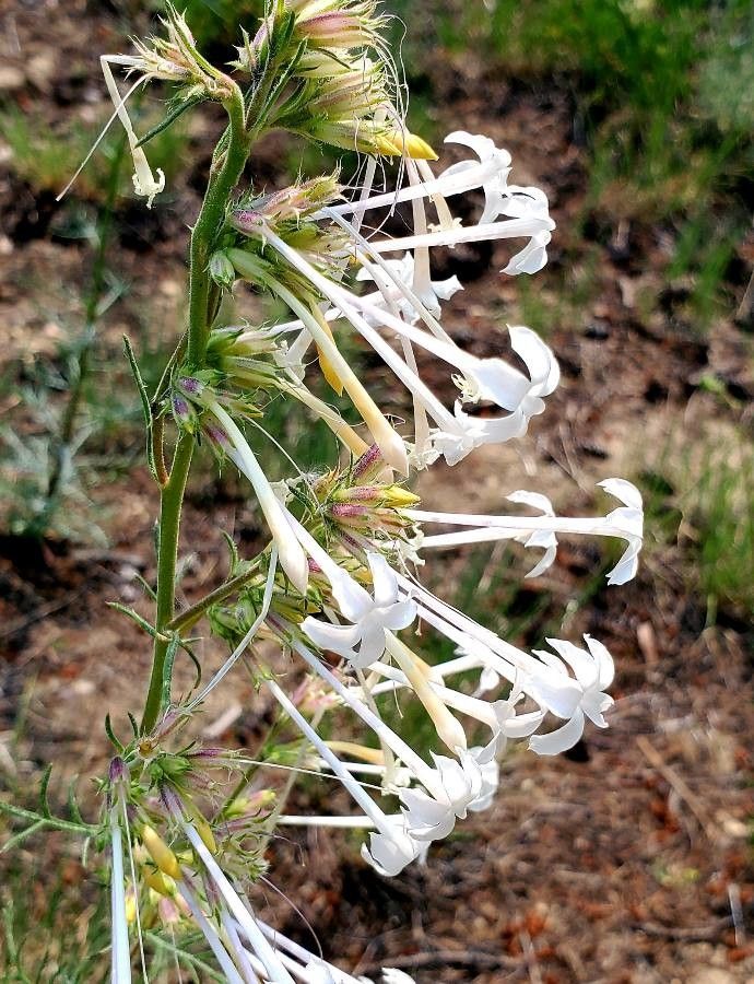 Ipomopsis tenuituba flower