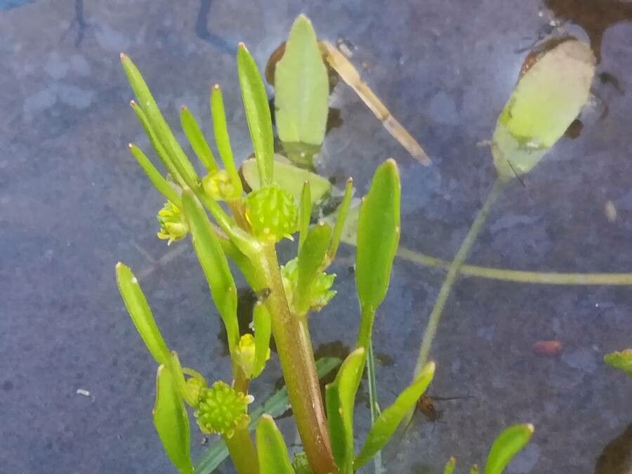 Ranunculus nodiflorus — houseplant care guide