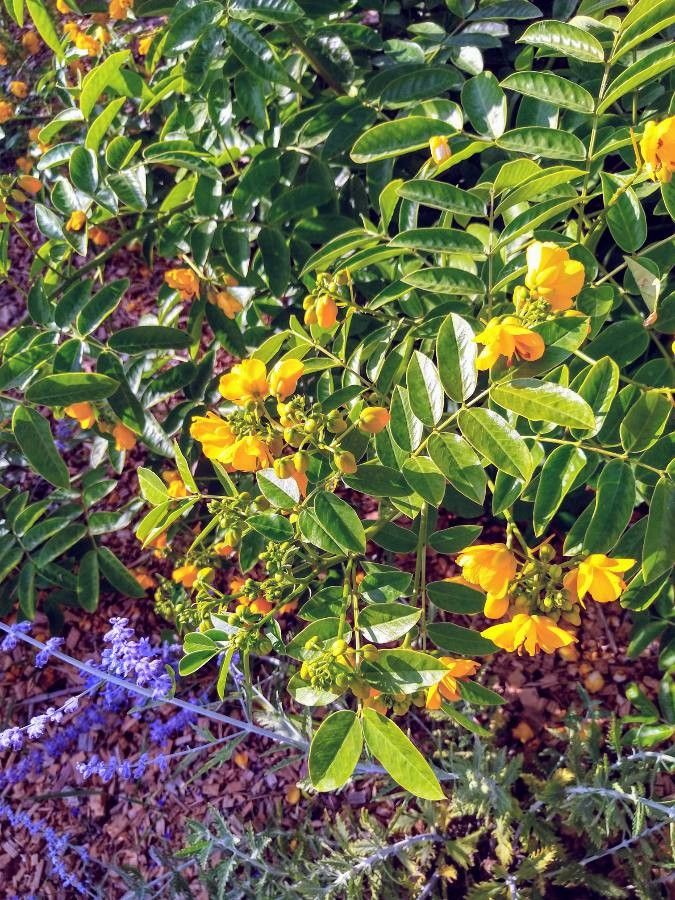 Cassia abbreviata flower