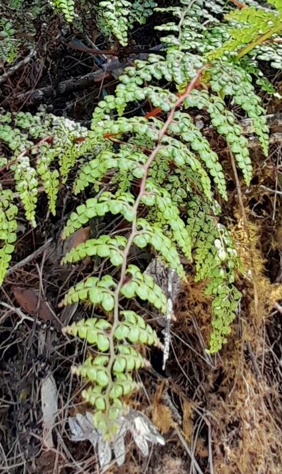 Odontosoria aculeata leaf