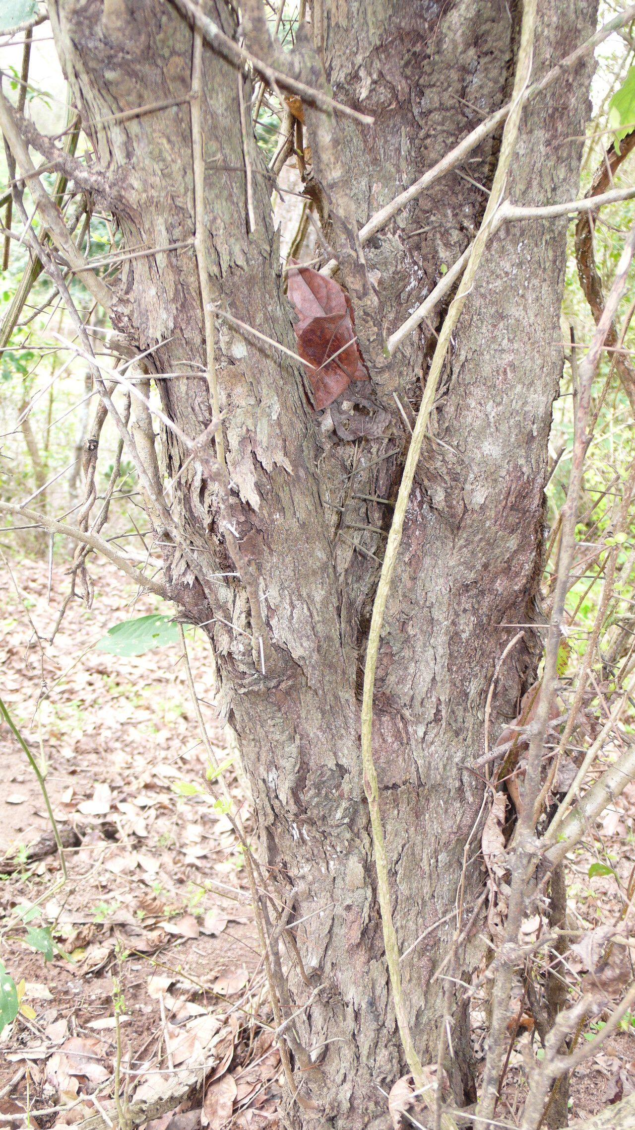 Xylosma ciliatifolium bark