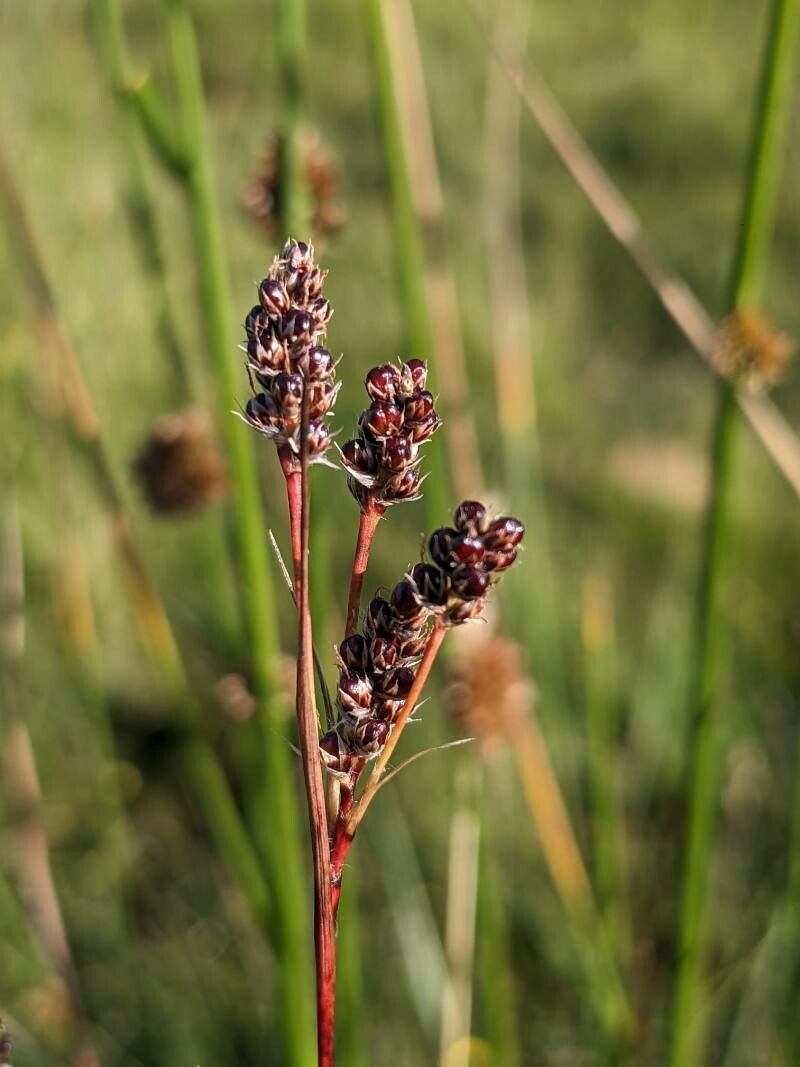 Luzula calabra — related species from the same genus