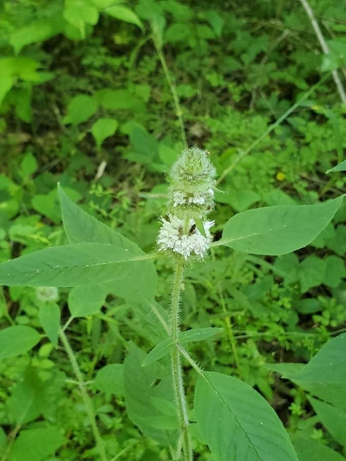Blephilia hirsuta leaf
