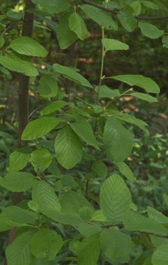 Alnus serrulata leaf